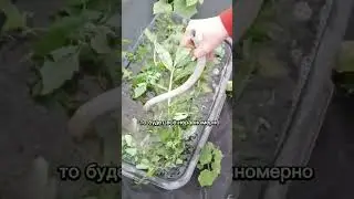 удобрение из травы 