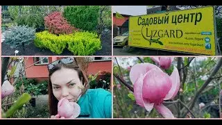 VLOG:Садовый центр LIZGARD//ЦВЕТУТ МАГНОЛИИ