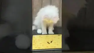 Watch This Persian Cat Master iPad Rat Game! 😹 | Fun Short Video