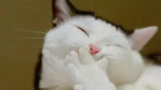 Стримчик