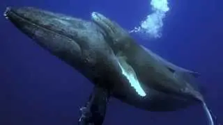 Humpback Whales Maui 2014