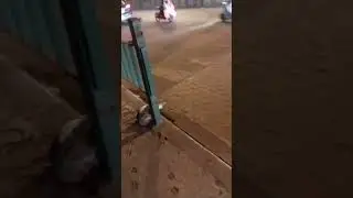 billi bachao abhiyan #cat #viral #shortsfeed #ytshorts #vlog