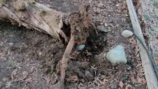 old cherry tree came down... Sacramento California