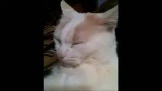 ТОП 5 ЛУЧШИХ ВИДЕО С КАНАЛА БЕЛЫЙ КОТИК/ЛУЧШИЕ ВИДЕО БЕЛОГО КОТА!!!