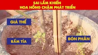 Những sai lầm khiến cây hoa hồng chậm phát triển