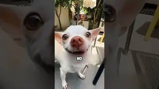 How do dogs and cats perceive us? 🐕 🐈 