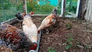 Петухи мясояичных пород, Билефельдер и Царсеосельская. Сравниваем как развиваются...