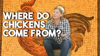 The History of Chickens; From the Jungle to Your Backyard