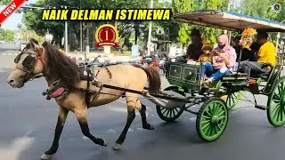 NAIK DELMAN ISTIMEWA ~ Naik KUDA dan DELMAN Cikunir, BKT, Jogja, Tuban