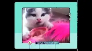 «Кот парад»