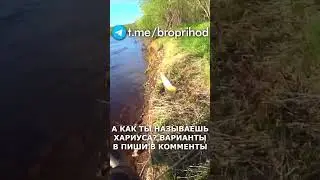 Харёк или жиган!))  