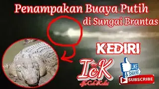 Full Penampakan buaya putih di kali brantas Kediri