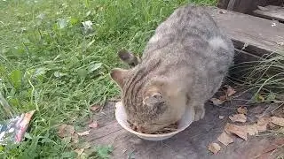 🐱БАРСИК НАШЕЛСЯ 🥰 ЧЕРЕЗ МЕСЯЦ 🌛 УЖИНАЕТ 🍽🎂🍜.