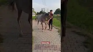 Horse dance : chinu ustad