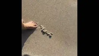 #shorts  footprints in the sand |calm over Chaos | #pompanobeachfl