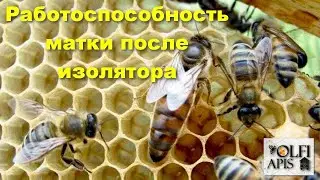 Работоспособность матки после изолятора. 