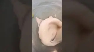 Как сделать лизуна из клей 😇