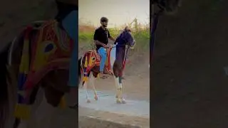 Horse power 🔥