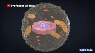 How our body works | Oxygen crisis in India | how corona affects human body | Post covid symptoms