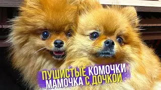 Шпиц Юни пошла на пеленку. Ответ зрителю. Гроза. Привыкли к Рыжульке