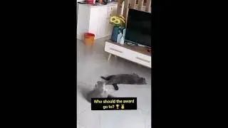 İnsanlarla Hayvanların Dostlukları