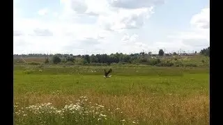 Аист на реке Икорец