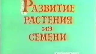 Развитие растения из семени.