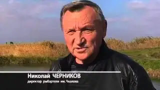 Воспроизводство. Прудовое рыболовство в Ростовской области