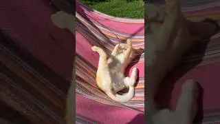 Пацан знает толк в наслаждении 🤣☀️ #бурма #бурманскиекотята #cat #kitten #burmesekitten #burmese