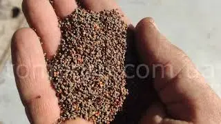 Камнеотборник КМ-030 (Destoner machine). Продукт испытания: щавель.