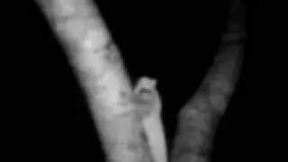 pocong