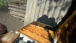 осмотр улья и постановка пластины.