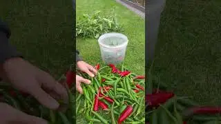 I grew some hot peppers, but I don't know what to do with them.
