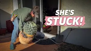 Potbound Succulent Tips