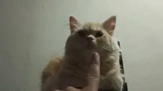 When Cats just Love you in Whole Family ❤️ / Watch on PetsNpeeps