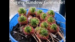 Pygmy Sundew Gemmae!