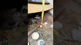 Pinpon topu ile oynayan yavru kedi /ŞOYAL