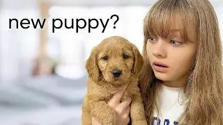 ARE WE GETTING A NEW PUPPY? + Aubrey Gets her Ears Pierced!!