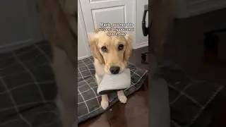 Testing my puppy’s listening skills 😅 #dogshorts #goldenretriever #puppy #puppies #funnyvideos