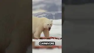 Polar Bear 🐻‍❄️ vs. Kodiak Bear 🐻: Who’s the Strongest?