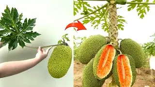 Grow Jackfruit from Papaya | How to graft jackfruit and papaya trees for many fruits?