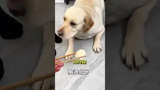Dogs remember EVERYTHING! 🐶😱