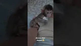 Nyusuin Bayi Monyet😄