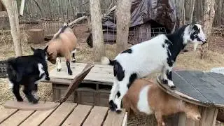 Dinnertime Stampede