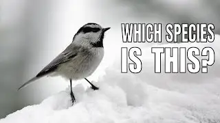 Chickadee Trivia Questions - Test Your Knowledge