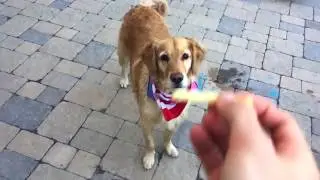 Este perro no agarra una!