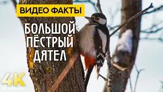 Большой пестрый дятел - Лесной стражник | Удивительные лесные птицы | 4К Видео факты о животных