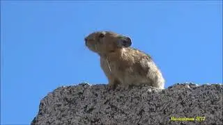 Crazy Squirrel - Bohemian Rhapsody  Ay-Oh