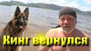 Свобода! Немецкая овчарка впервые на большой воде.