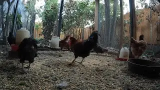 Backyard Chickens Fun Continuous Video Coop Sounds Noises Hens Clucking Roosters Crowing!
